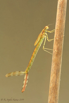 Lestes rectangularis, nymph